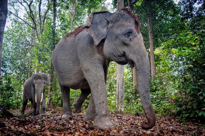  Gajah! Dulu Lawan Sekarang Kawan.