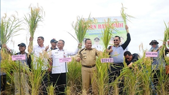 Bupati Meranti Panen Padi  di Desa Topang Rangsang