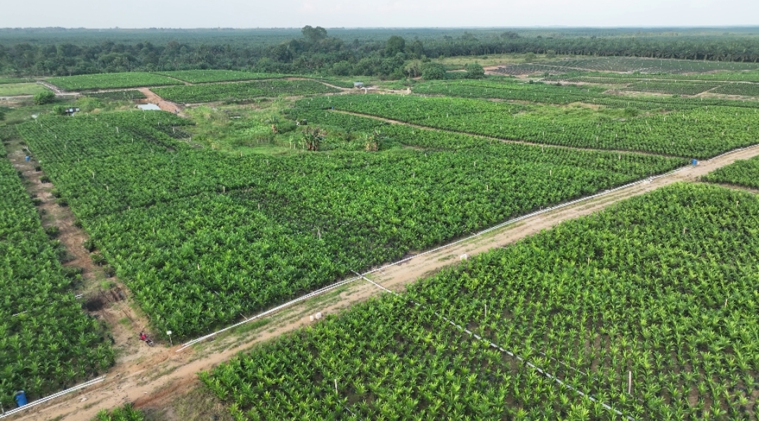 Akselerasi PSR, PTPN IV Regional III Siapkan 800.000 Bibit Sawit Unggul Bersertifikat