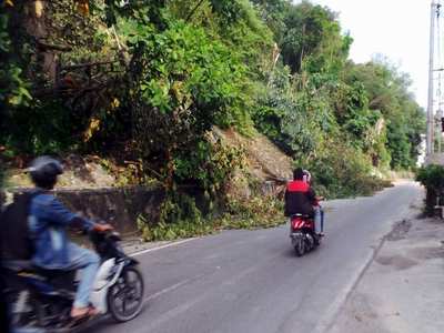 Bupati Pantau Pemangkasan Hutan Kota