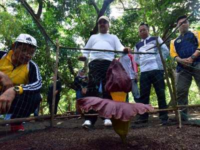 Bupati Aunur rafik Mengunjungi Bunga Bangkai Mekar di Karimun