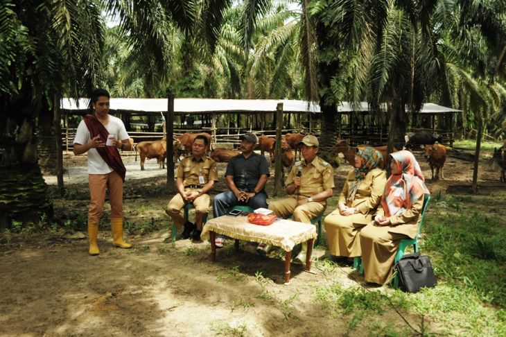 Pemko Pekanbaru Jadikan Geringging Pusat Percontohan Program Sapi Siska
