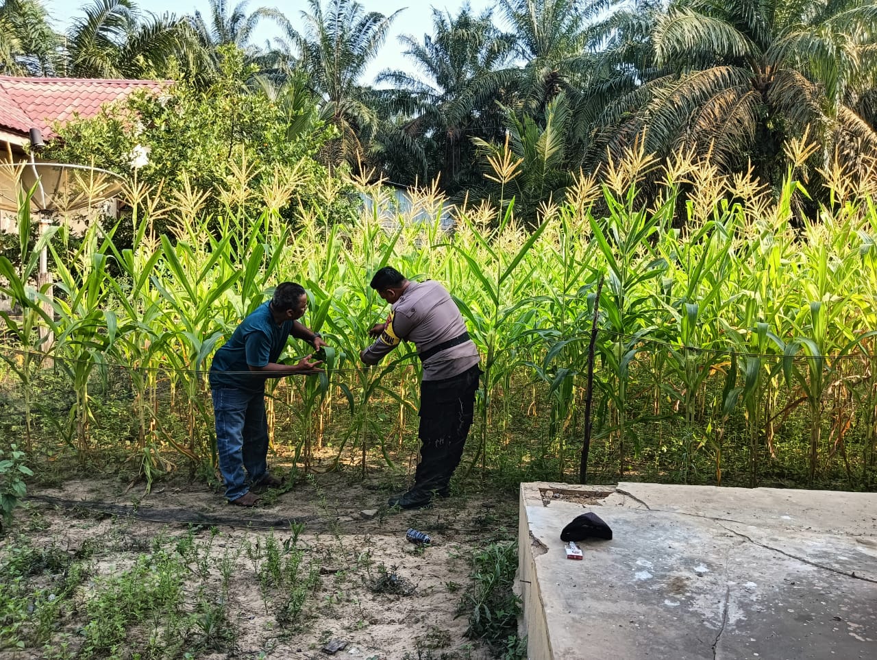 Polsek Simpang Kanan Cek Ketahanan Pangan Pekarangan Bergizi di Kota Parit