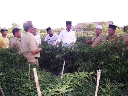 Pemkab Jadikan Pujud Pilot Projet Cabai