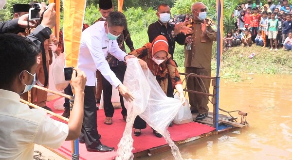 Bupati Afrizal Tabur Ribuan Bibit Ikan Baung di Sungai Rokan