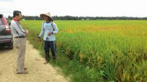 Siak Kembali Cetak Sawah, Tahun Ini 100 Hektare