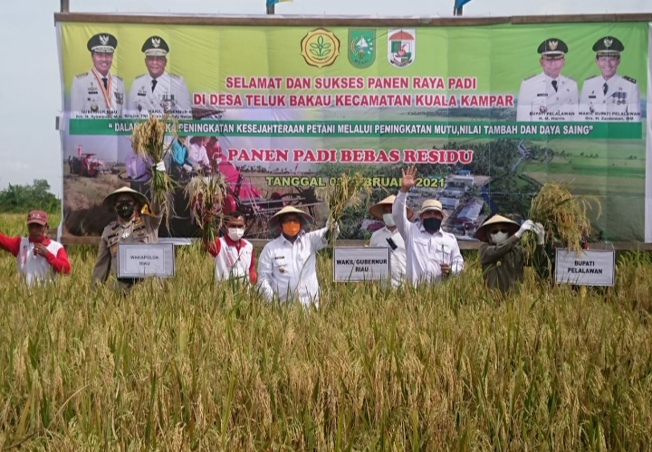 Pelalawan Panen Raya Padu Bebas Rasidu
