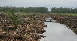 JMGR Minta Pemerintah Cabut Izin RAPP di Pulau Padang