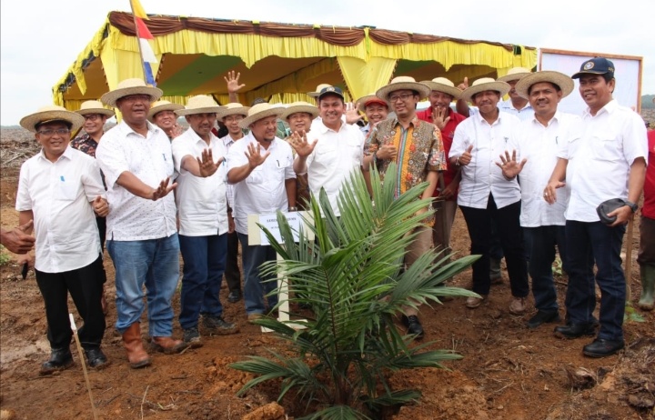 Usai Replanting,  745 Ha Kelapa Sawit PTPN V Tanam Perdana