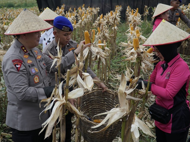 Polda Riau Panen Raya Jagung Pipil Tembus 156,6 Ton