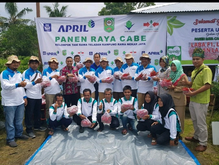 Poktan Sungai Apit Bersama RAPP, Panen Raya Cabe 16Ton