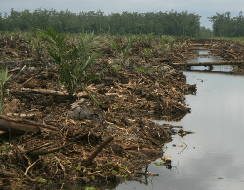 Dishutbun Pelalawan Wacanakan Pemberian Insentif bagi Masyarakat Yang Mengelola Lahan Gambut Tanpa B