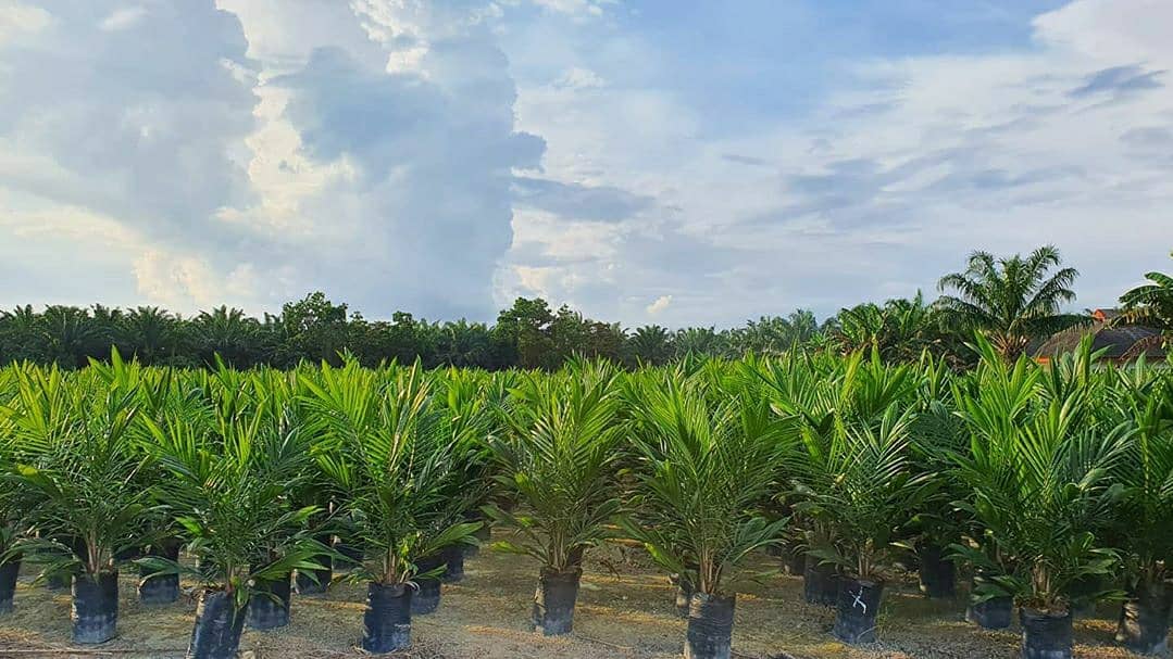 Kian Diminati, Puluhan Ribu Bibit Sawit Unggul PTPN V Ludes Diserbu Petani