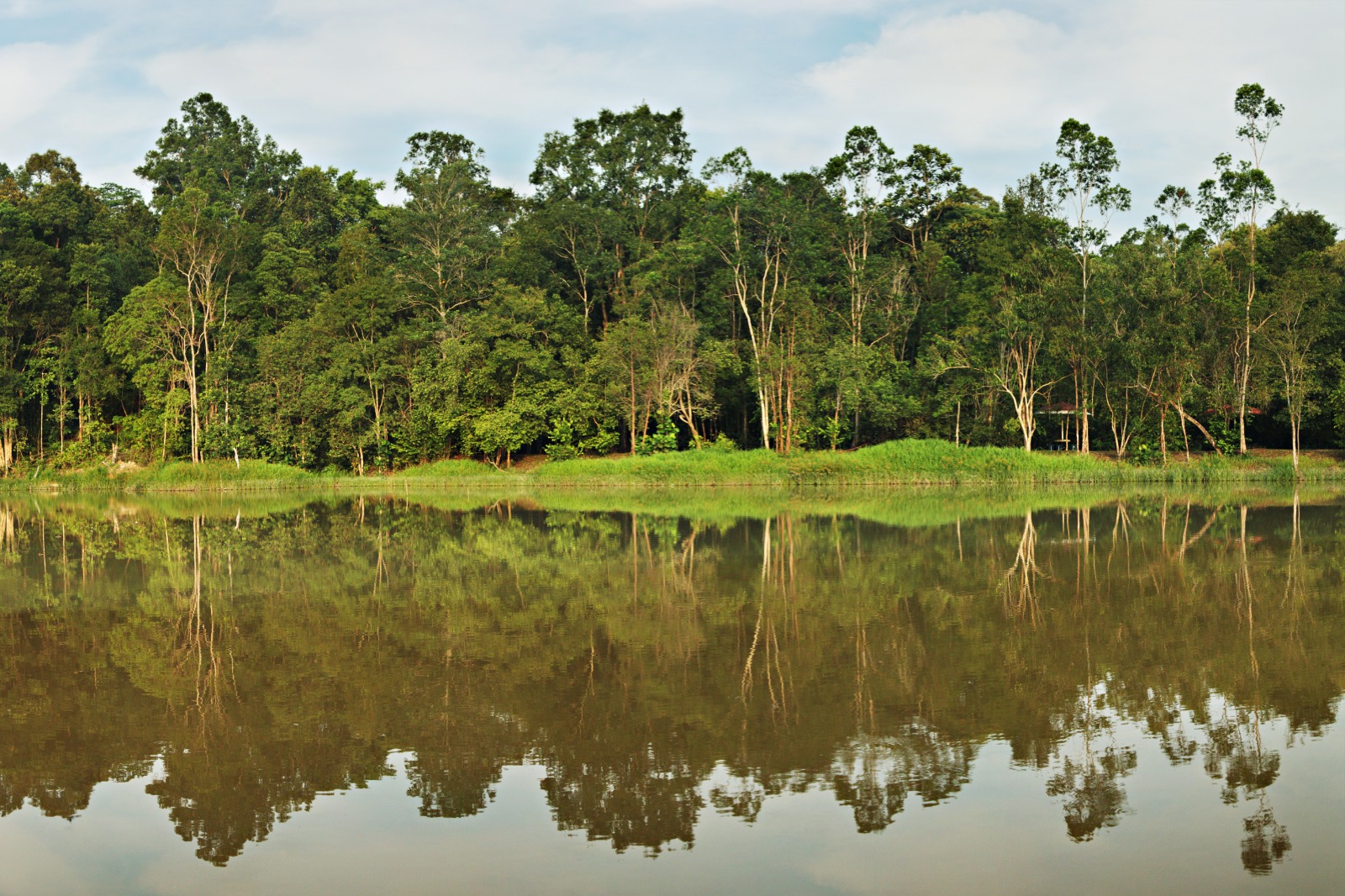 Mengenal Lebih Dalam Hutan Asli Riau yang Ada di Kamp PHR