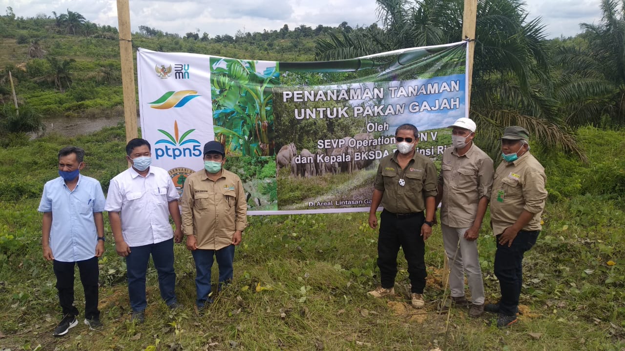 Sinergi PalmCo-BBKSDA Riau Komitmen Perkuat Konservasi Gajah Sumatera