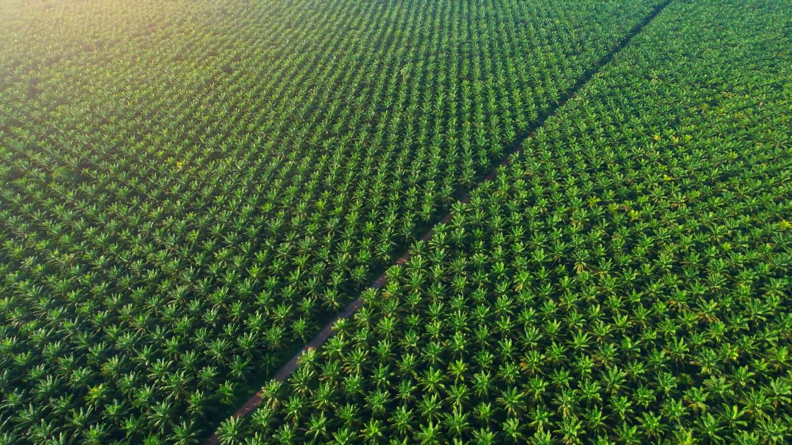 Potensi Danantara Akselerasi Hilirisasi Perkebunan Negara  