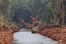 Berpotensi Rusak Lahan Gambut, LSM Tolak RUU Perkelapasawitan