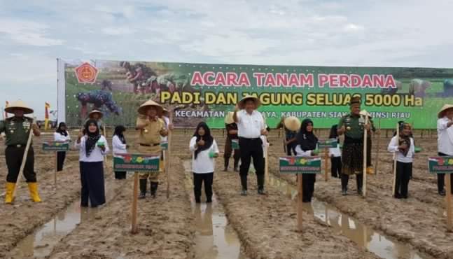 Tanam Padi Perdana di Siak, Menuju Riau Swasembada Pangan