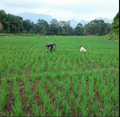  Babinsa Koramil 19/TS Lakukan Perawatan Padi Masyarakat