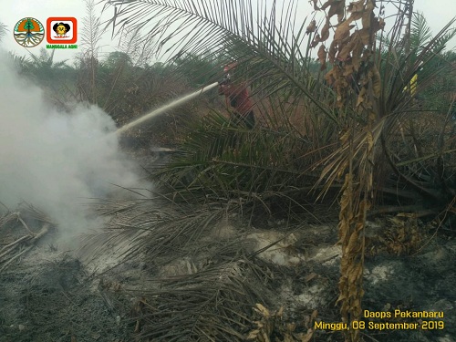 Terhitung Januari, 6.425 Hektare Lahan di Riau Hangus Terbakar 