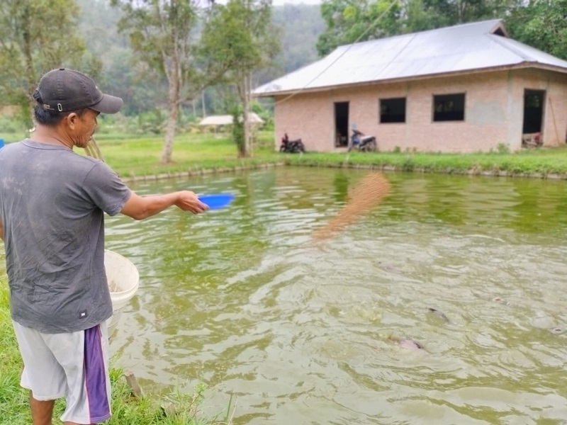 Hari-Hari Berbaur Pakan dan Ikan Patin Didesa Koto Masjid Kampar