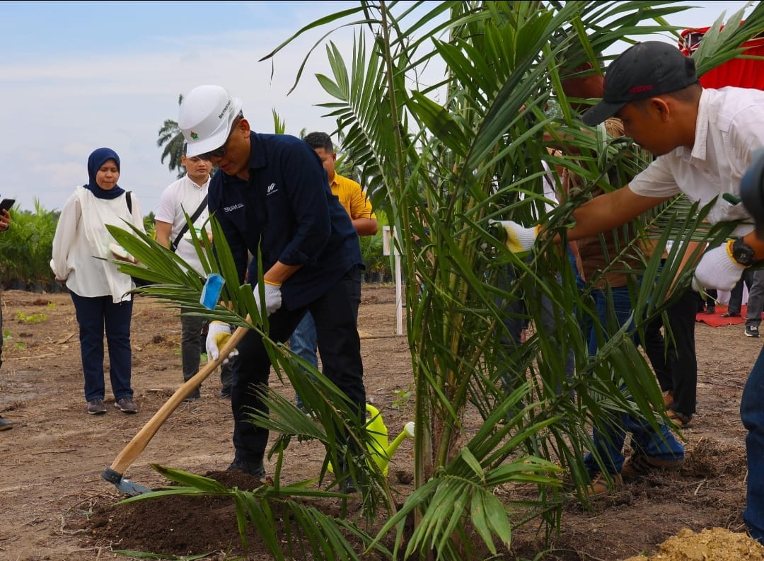 PTPN IV PalmCo Targetkan 2,1 Juta Bibit Unggul Diserap Petani Hingga Akhir 2024