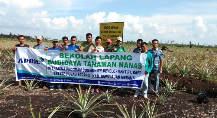 PT RAPP  Berikan Pelatihan Budidaya Nenas Kepada 43 Petani di Pulau Padang