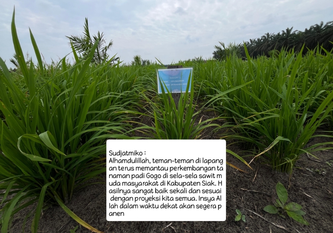 Progres Program Tanam Padi PTPN, Tumbuh Subur dan Potensi Tambah Pendapatan Petani Sawit