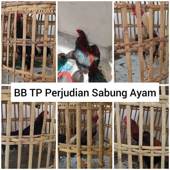 Warga Kepenghuluan Mukti Jaya Ditangkap Kasus Perjudian Sabung Ayam