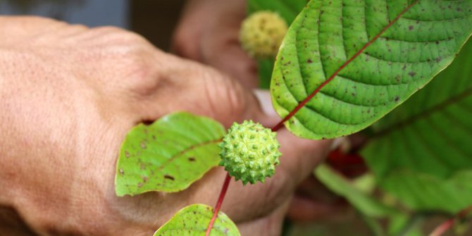 Efek Tumbuhan Ini 10 Kali Lebih Berbahaya dari Ganja dan Kokain, Banyak Ditemukan di Kalbar