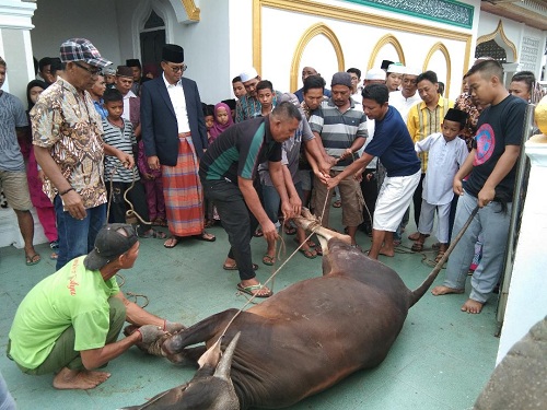 Suyatno Berkurban 4 Ekor Sapi, 61 Peserta Ikuti Malam Takbir Idul Adha 1440 Hijriyah