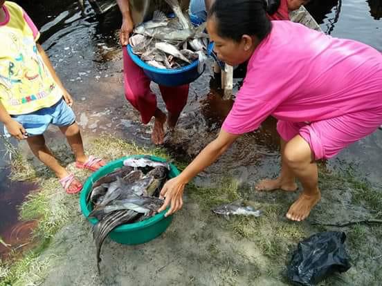 JMGR: Diduga Keracunan, DLH Pelalawan Harus Tanggap