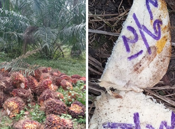 Terlibat Pencurian Buah Sawit PTPN V, Security Dilaporkan Atasannya.