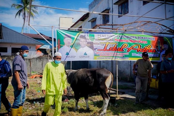  Satu Ekor Kurban Dari Bupati Afrizal Diperuntukkan Untuk 