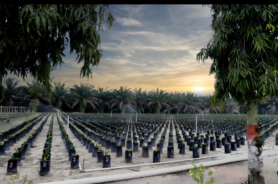 PTPN IV PalmCo Regional 3 Lanjutkan Penyediaan Bibit Sawit Unggul Bersertifikat