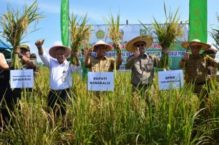 Panen Raya di Desa Parit I Api-api, Pj Bupati Ajak Petani Bengkalis Tidak Alihfungsikan Lahan