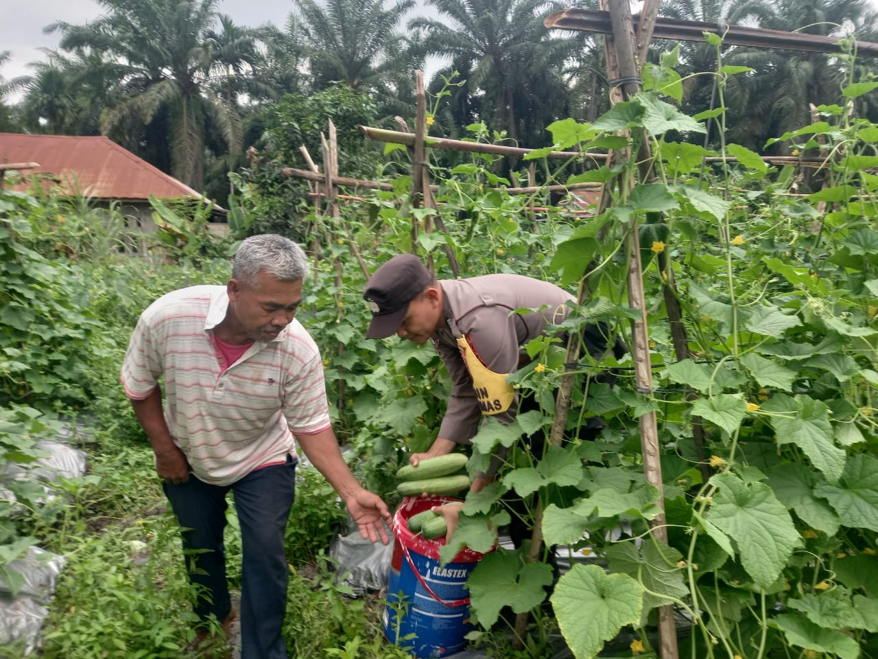 Ketahanan Pangan Pekarangan Bergizi, Polsek Simpang Kanan Pantau dan Ikut Pemanenan Mentimun