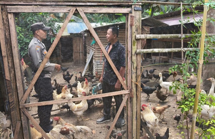 Aparat Polsek Simpang Kanan Pantau Peternakan Ayam Pedaging Milik Masyarakat 