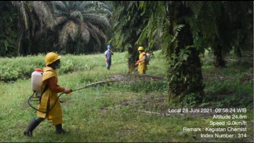 Kado Terindah di HUT Rohul Ke-22, Penghasilan Petani di Kota Lama Tembus 12 juta Saat Pandemi  