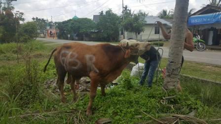 Sapi Sumbangan Gubri di Selatpanjang Berbobot 300 Kg