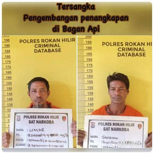 Satres Narkoba Polres Rohil Ringkus 4 Terduga Pengedar Sabu Lintas Kubu- Bagansiapiapi