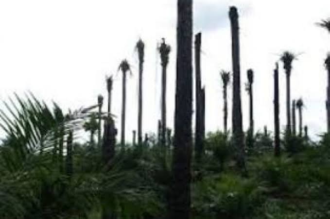 Petani Sawit di Riau Terima Dana Replanting Rp25 Juta Per Hektare, Ini Ketentuannya   