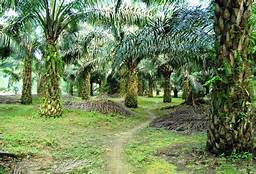 Dewan Riau Dukung Moratorium Perizinan Kelapa Sawit