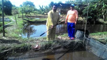 Dinilai Berhasil, Diskanlut Rohil Kembangkan Budidaya Ikan