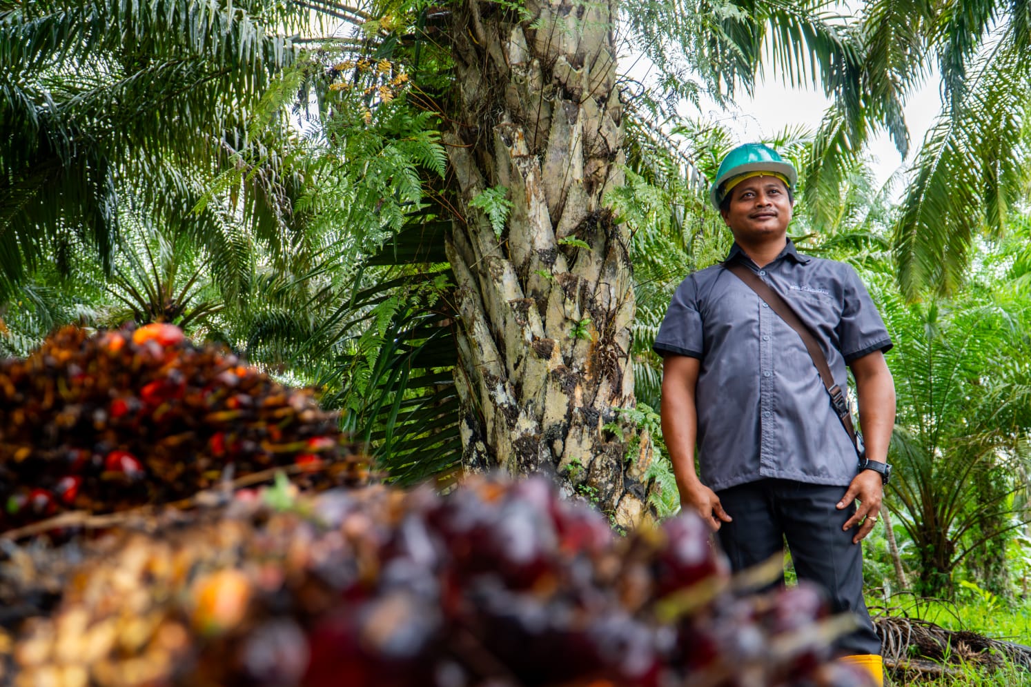 PT Sari Lembah Subur Berperan Tingkatkan Kesejahteraan Petani Sawit