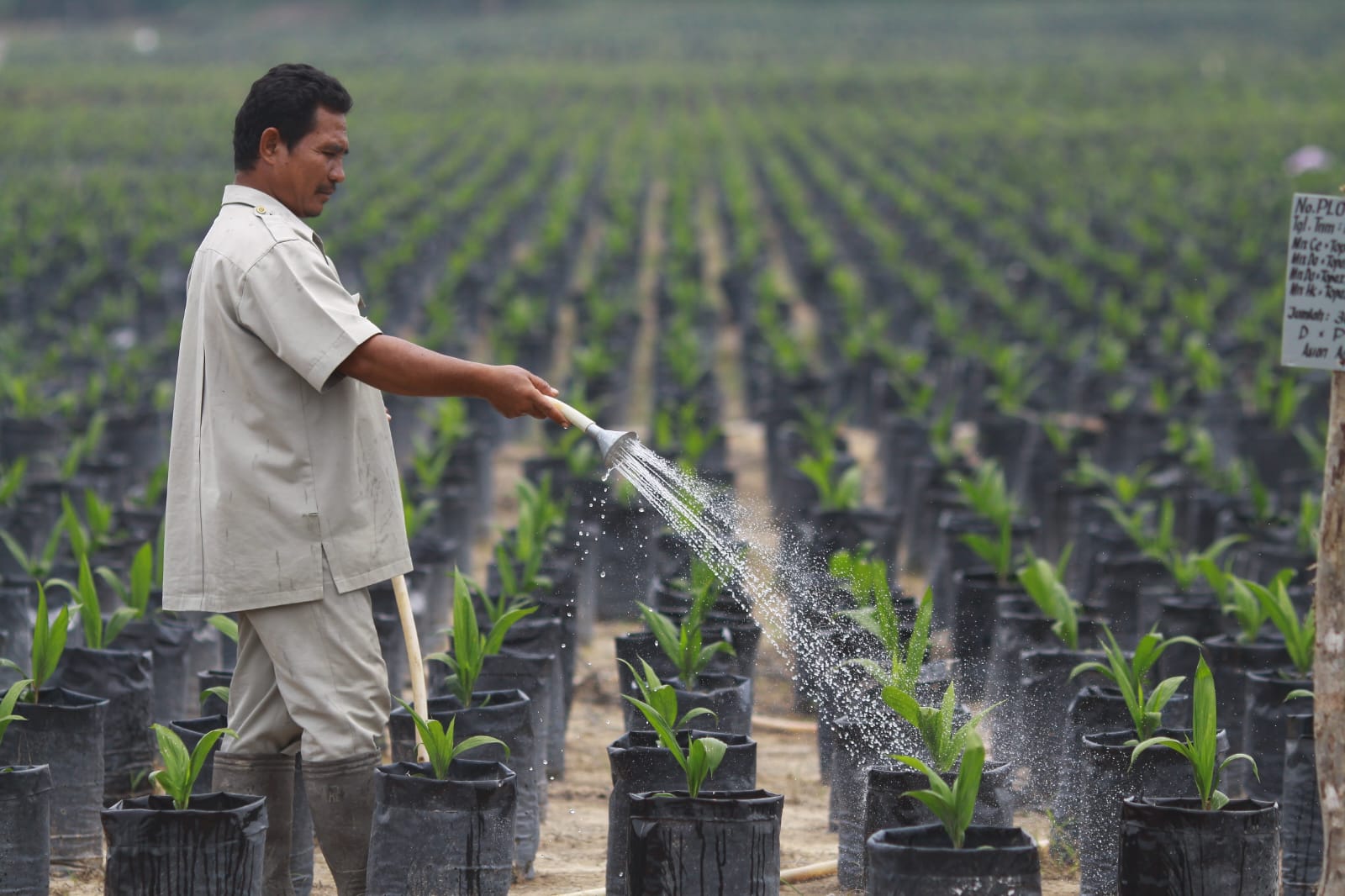 Petani Sawit Apresiasi Bibit Sawit Unggul Bersertifikat PTPN V