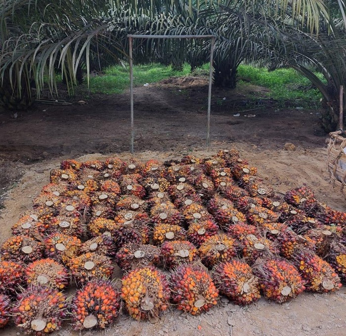 PalmCo Konsisten Tingkatkan Protas Petani di Atas Standar Nasional
