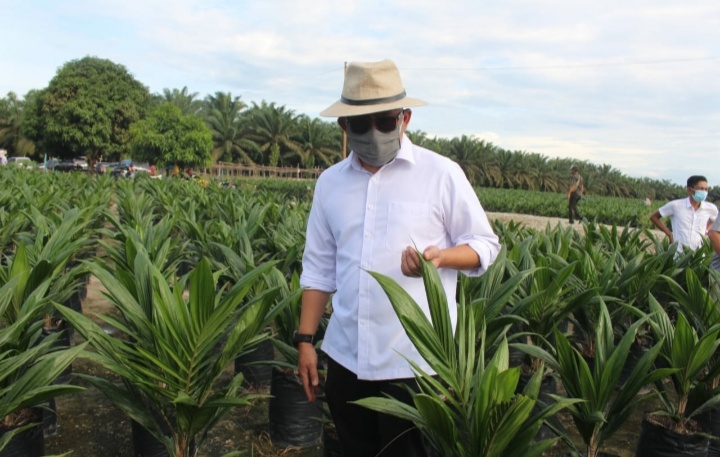 Kurang Dua bulan, 150 Ribu Bibit Sawit Ungggul PTPN V Ludes Terjual